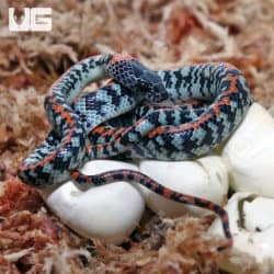 Baby C.B. Checkered Bellied Snake (Siphlophis cervinus) For Sale - Underground Reptiles