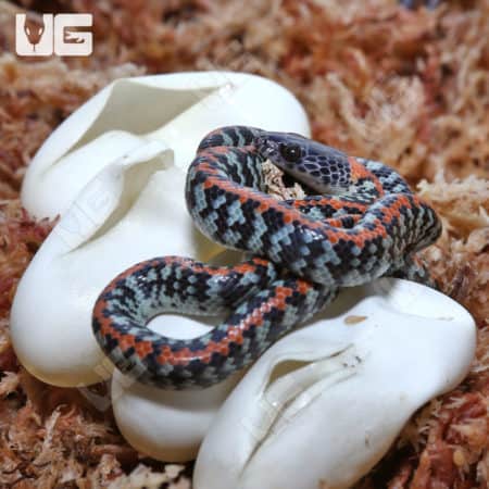 Baby C.B. Checkered Bellied Snake (Siphlophis cervinus) For Sale - Underground Reptiles