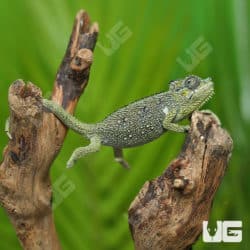 Baby Helmeted Chameleons (Trioceros hoehnelii) For Sale - Underground Reptiles
