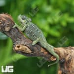 Baby Helmeted Chameleons (Trioceros hoehnelii) For Sale - Underground Reptiles