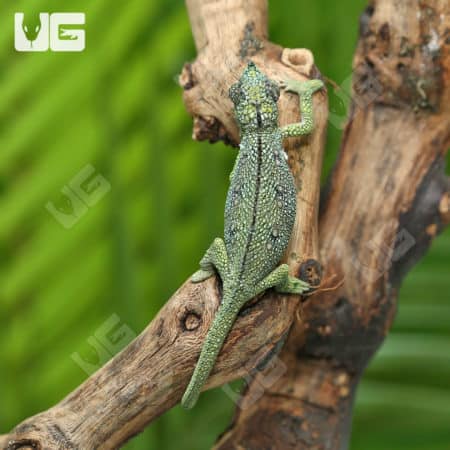 Baby Helmeted Chameleons (Trioceros hoehnelii) For Sale - Underground Reptiles