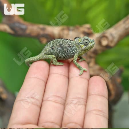 Baby Helmeted Chameleons (Trioceros hoehnelii) For Sale - Underground Reptiles