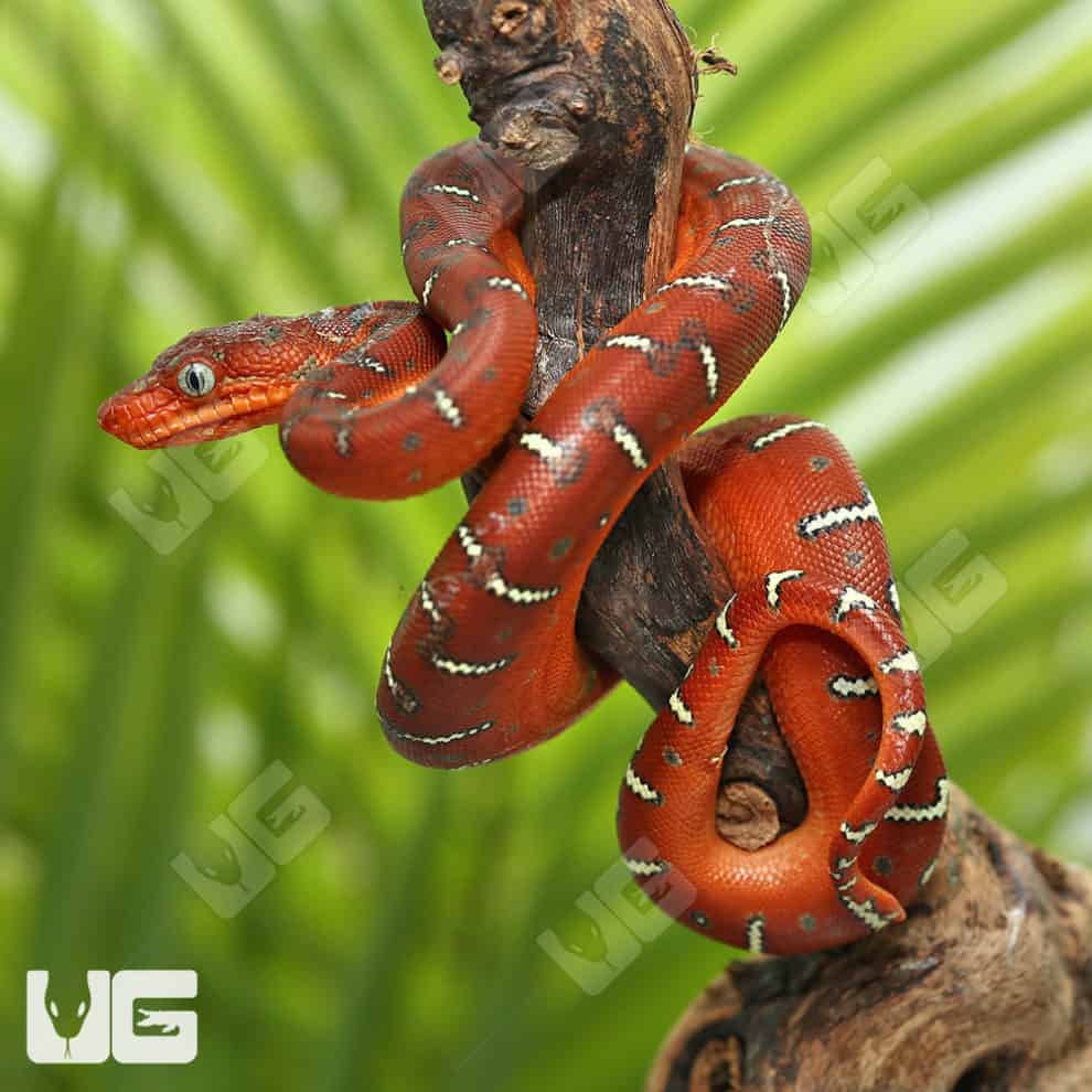Baby Emerald Tree Boas For Sale Underground Reptiles