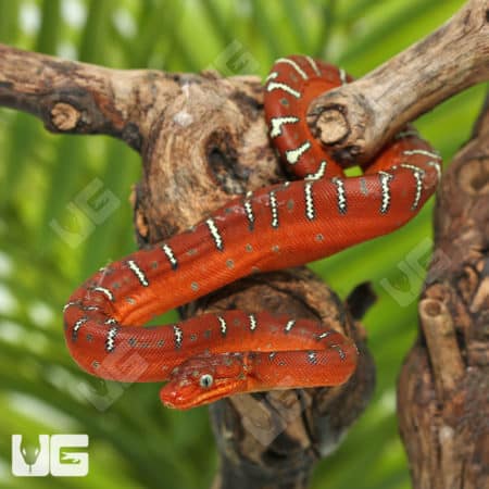 Baby Red Emerald Tree Boas (Corallus caninus) For Sale - Underground Reptiles