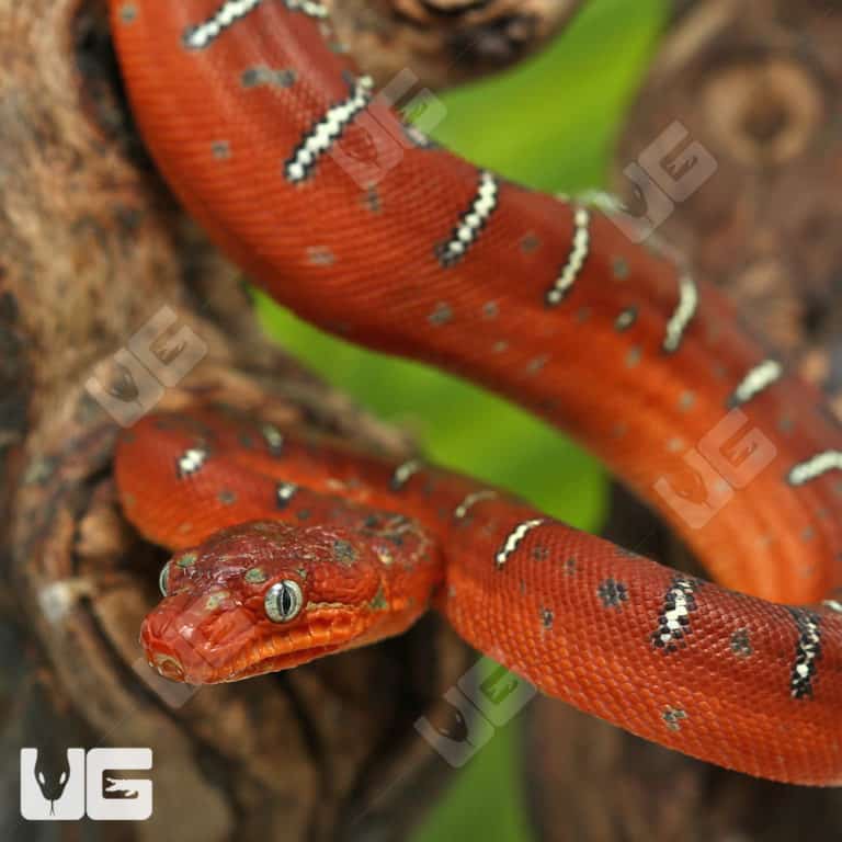 Baby Emerald Tree Boas For Sale - Underground Reptiles