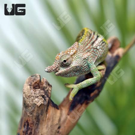 Baby Dwarf Fischer's Chameleons (Kinyongia boehmei) for sale - Underground Reptiles