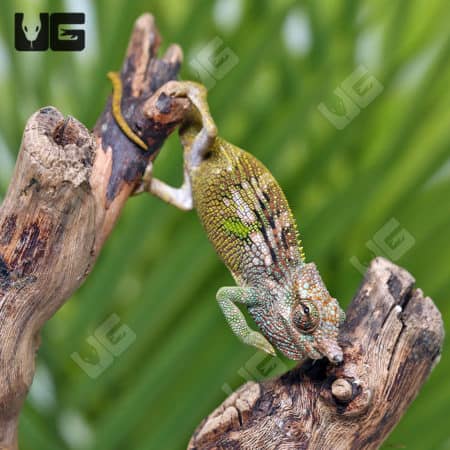 Baby Dwarf Fischer's Chameleons (Kinyongia boehmei) for sale - Underground Reptiles
