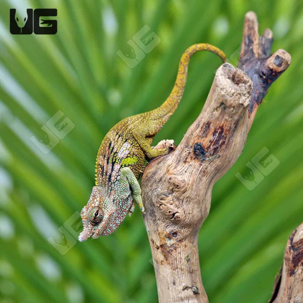 Dwarf Fischer's Chameleons for sale - Underground Reptiles