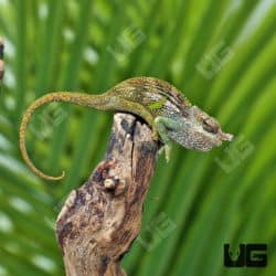 Baby Dwarf Fischer's Chameleons (Kinyongia boehmei) for sale - Underground Reptiles