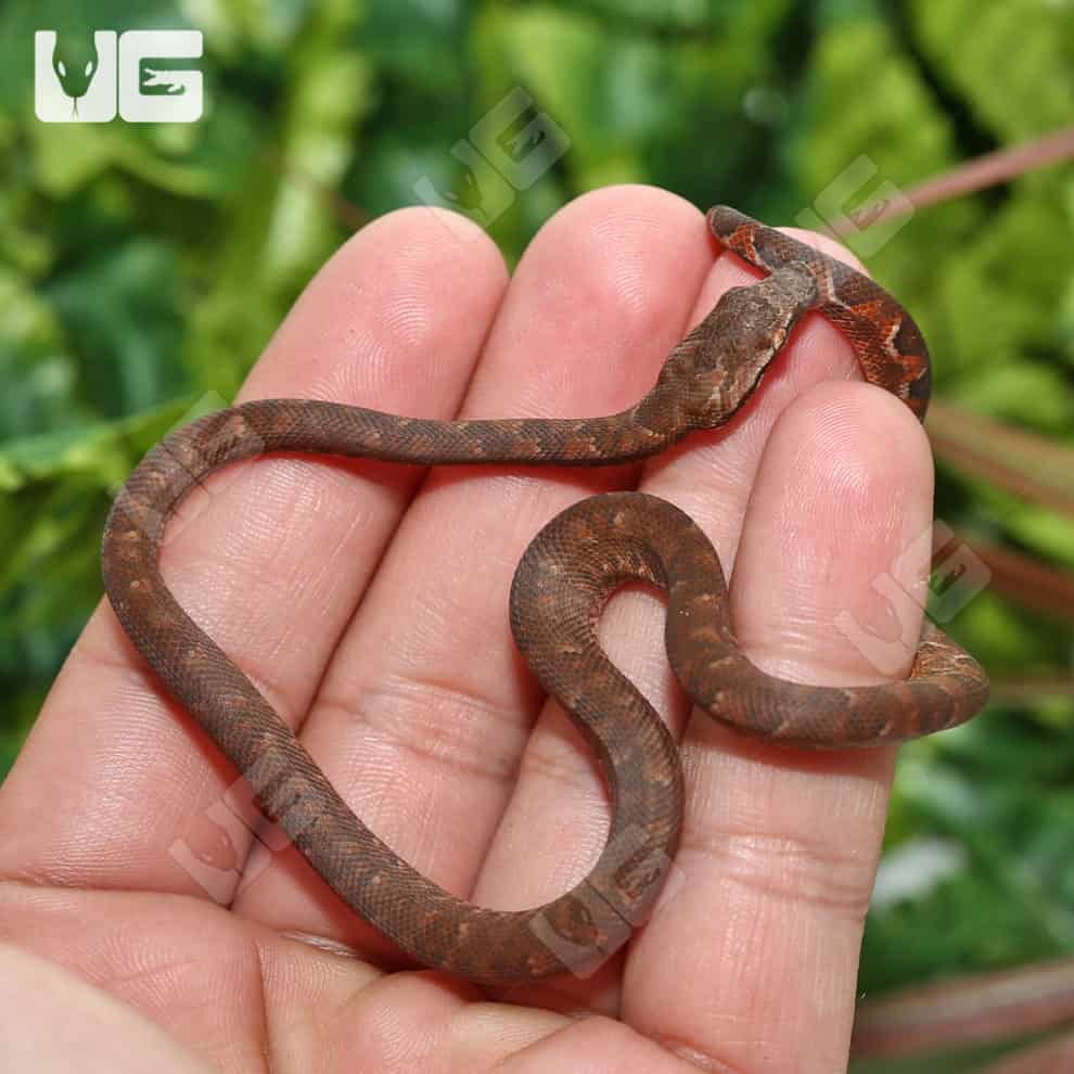 Baby Solomon Island Tree Boa for sale Underground Reptiles