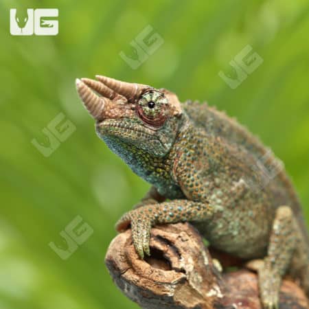C.B. Juvenile Rainbow Jacksons (Trioceros jacksonii) For Sale - Underground Reptiles