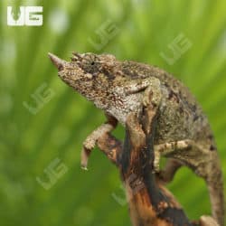 C.B. Juvenile Rainbow Jacksons (Trioceros jacksonii) For Sale - Underground Reptiles