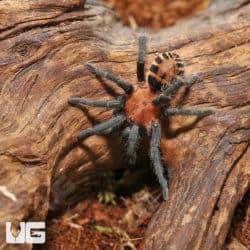 Costa Rican Suntiger Tarantula (Daris ruficeps) For Sale - Underground Reptiles