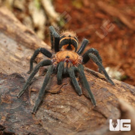 Costa Rican Suntiger Tarantula (Daris ruficeps) For Sale - Underground Reptiles