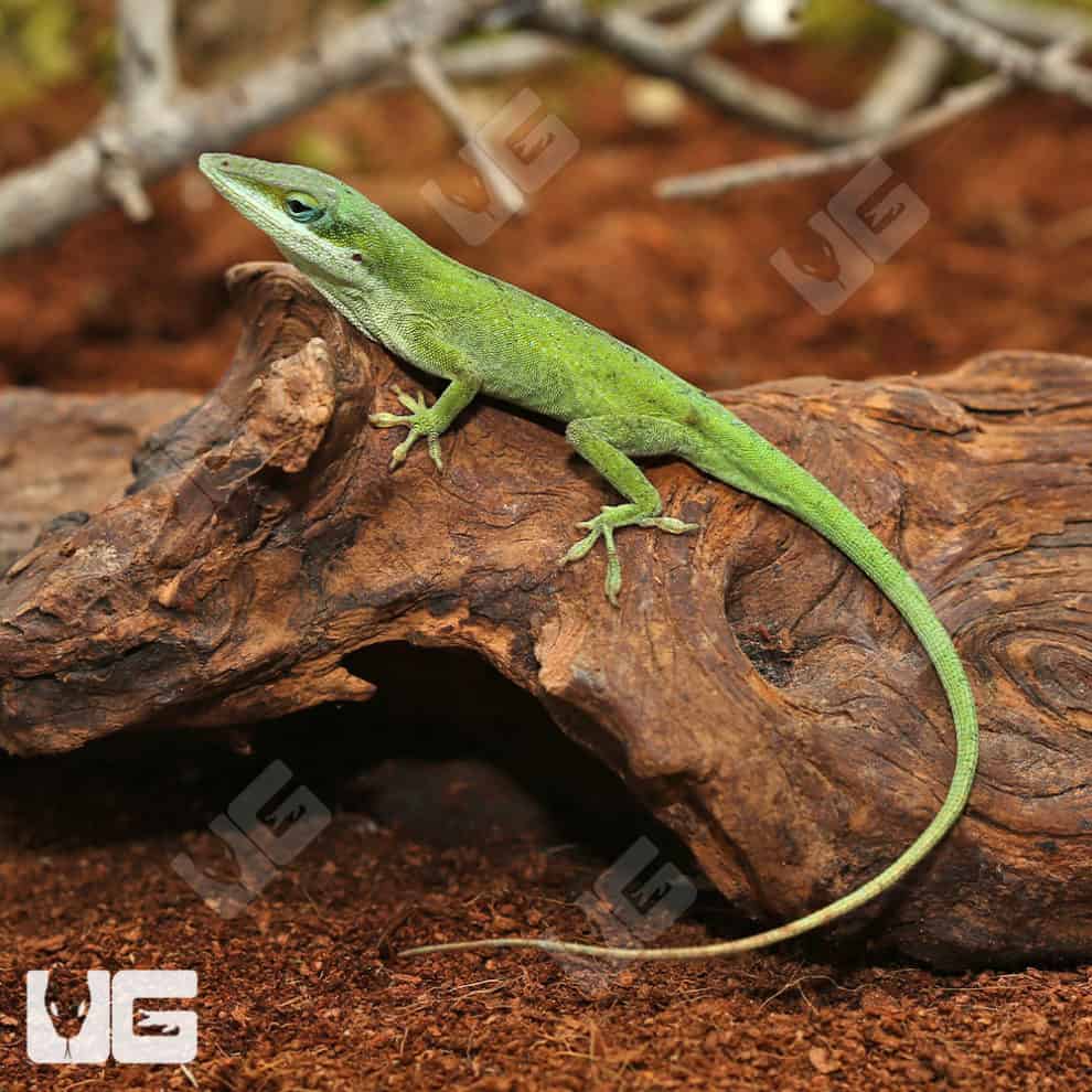 Green Anoles For Sale Underground Reptiles