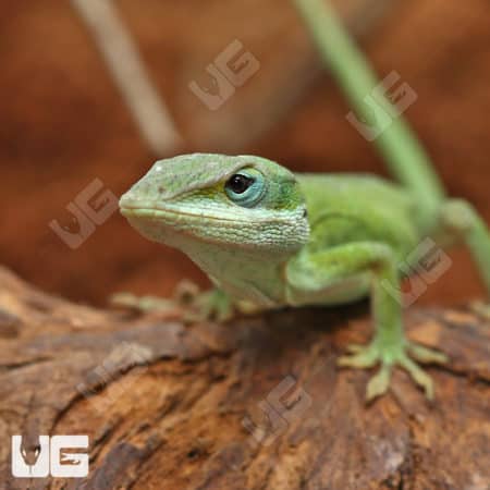 Green Anoles (Anolis carolinensis) For Sale - Underground Reptiles