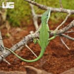Green Anoles (Anolis carolinensis) For Sale - Underground Reptiles