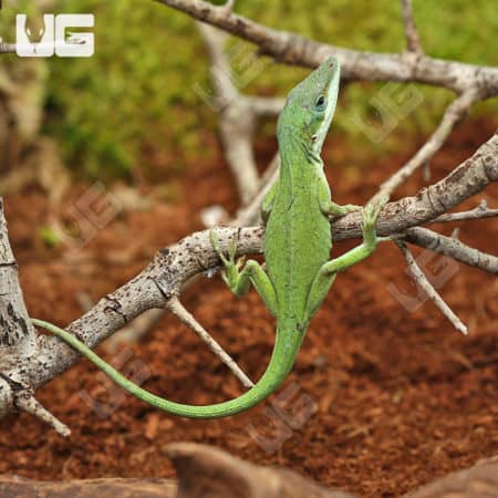 Green Anoles (Anolis carolinensis) For Sale - Underground Reptiles