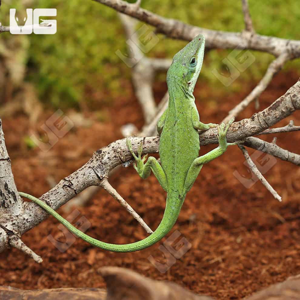 Green Anoles For Sale Underground Reptiles