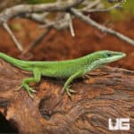Green Anoles (Anolis carolinensis) For Sale - Underground Reptiles