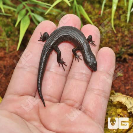 Greers Earless Skinks (Cophoscincopus greeri) For Sale - Underground Reptiles