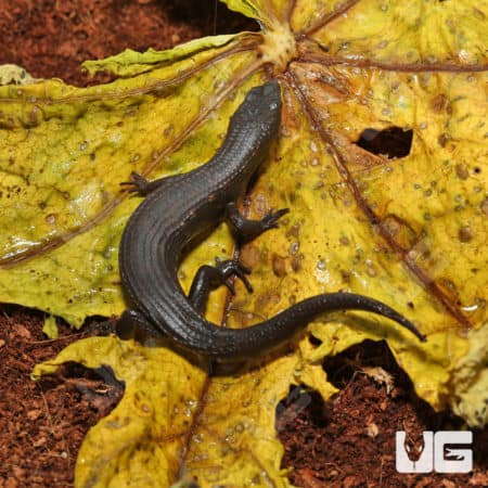 Greers Earless Skinks (Cophoscincopus greeri) For Sale - Underground Reptiles