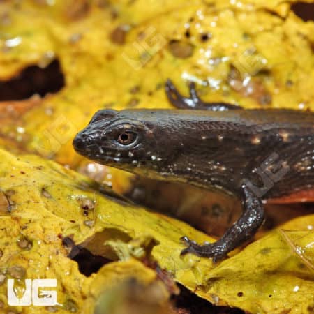 Greers Earless Skinks (Cophoscincopus greeri) For Sale - Underground Reptiles