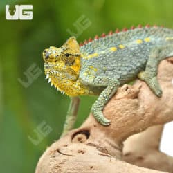 Helmeted Chameleons (Trioceros hoehnelii) for sale - Underground Reptiles