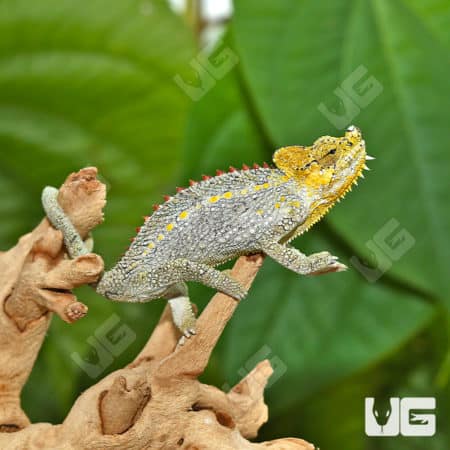 Helmeted Chameleons (Trioceros hoehnelii) for sale - Underground Reptiles