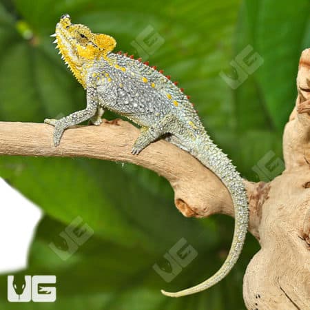 Helmeted Chameleons (Trioceros hoehnelii) for sale - Underground Reptiles