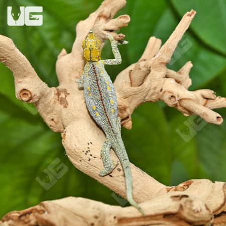 Helmeted Chameleons (Trioceros hoehnelii) for sale - Underground Reptiles