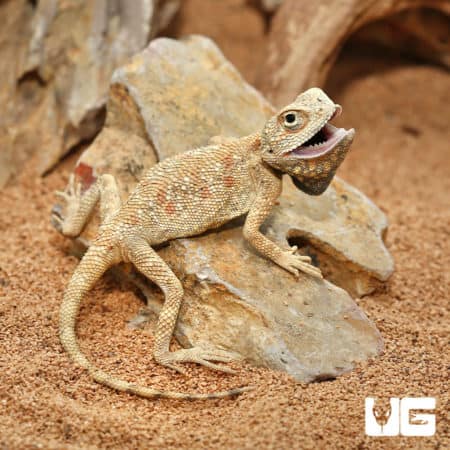 Savigny's Agamas (Trapelus savignii) For Sale - Underground Reptiles