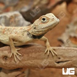 Savigny's Agamas (Trapelus savignii) For Sale - Underground Reptiles