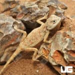 Savigny's Agamas (Trapelus savignii) For Sale - Underground Reptiles