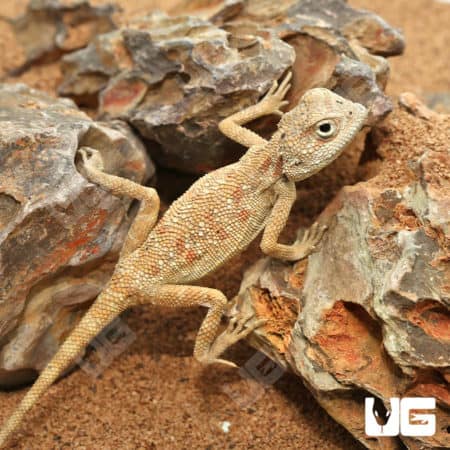 Savigny's Agamas (Trapelus savignii) For Sale - Underground Reptiles