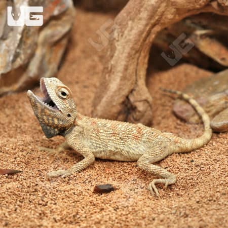 Savigny's Agamas (Trapelus savignii) For Sale - Underground Reptiles