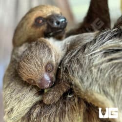 Two Toed Sloths (Choloepus didactylus) For Sale - Underground Reptiles