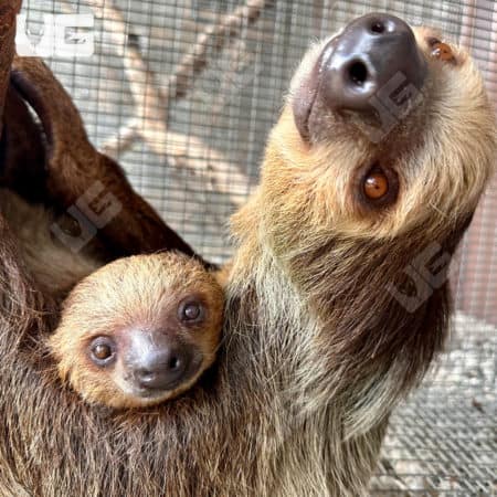 Two Toed Sloths (Choloepus didactylus) For Sale - Underground Reptiles