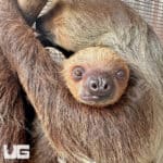Two Toed Sloths (Choloepus didactylus) For Sale - Underground Reptiles