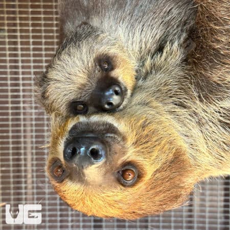 Two Toed Sloths (Choloepus didactylus) For Sale - Underground Reptiles