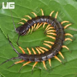Vietnamese Black Flame Centipede on green leaf, close-up view.