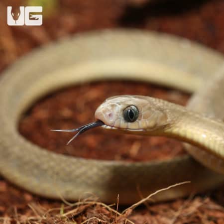 West African Egg Eating Snakes (Dasypeltis fasciata) for sale