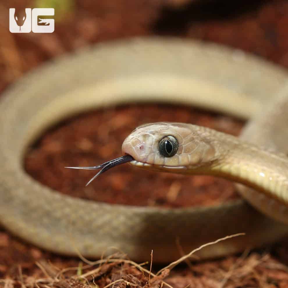 West African Egg Eating Snakes For Sale Underground Reptiles