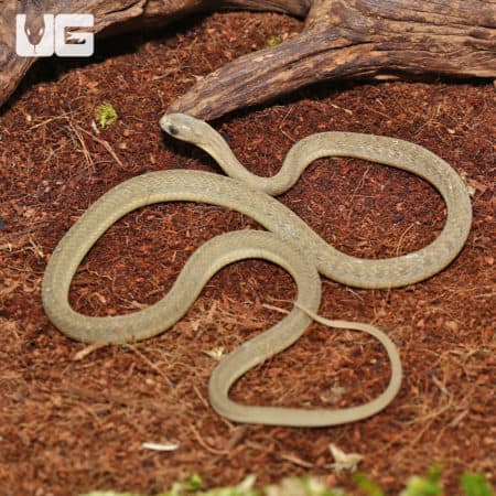 West African Egg Eating Snakes (Dasypeltis fasciata) for sale