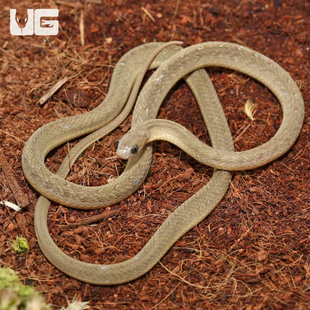 West African Egg Eating Snakes For Sale Underground Reptiles