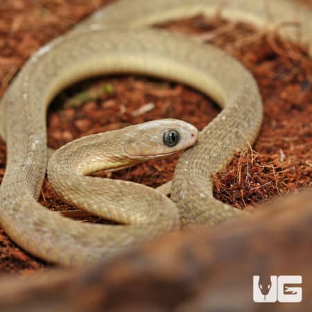 West African Egg Eating Snakes (Dasypeltis fasciata) for sale