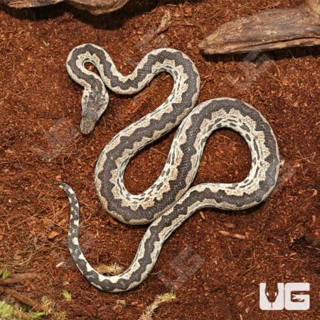 White San Isabel Island Ground Boas (Candoia carinata paulsoni) For Sale - Underground Reptiles