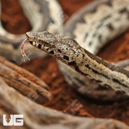 White San Isabel Island Ground Boas (Candoia carinata paulsoni) For Sale - Underground Reptiles