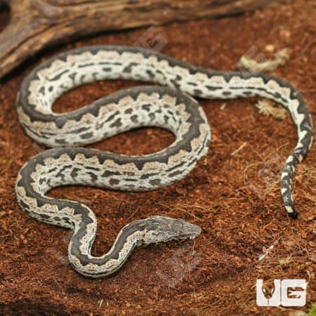 White San Isabel Island Ground Boas (Candoia carinata paulsoni) For Sale - Underground Reptiles