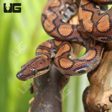 Brazilian Rainbow Boas (Epicrates cenchria) for sale